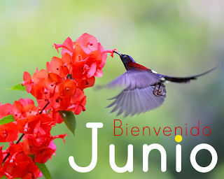 bienvenido-mes-de-junio-colibri
