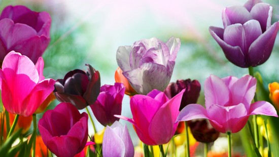 Espectaculares flores para descargar: Imágenes de fondos y mensajes con  flores