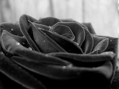Fotos De Flores Negras De Luto