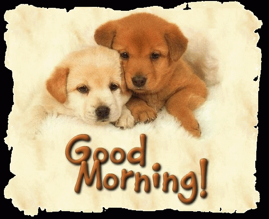 morning-dogs