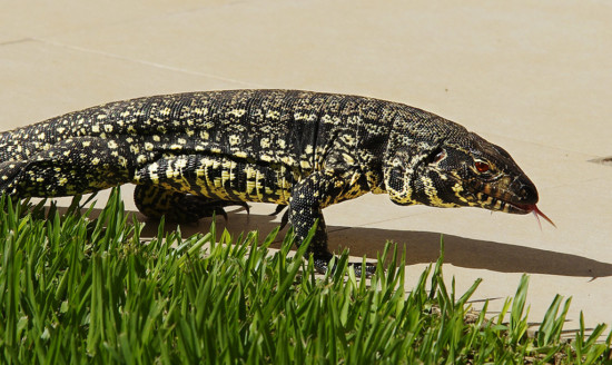 lagartoiIguana en el patio