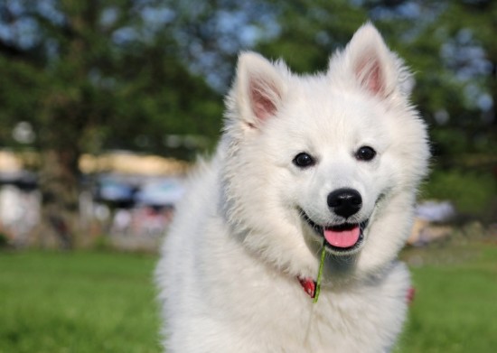 eskimo1.-Happy-american-eskimo-dog