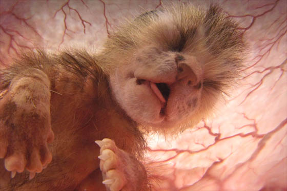 A house cat fetus in the womb. After 63 days a house cat mother is ready to deliver her kittens. As labor progress, a hormone oxytocin increase in her blood, causing the muscles that circle the womb to tighten and a forceful contractions drive the kitten towards the pelvic opening. (Photo credit © David Barlow Photography) CGI STILL