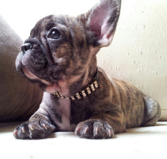 bulldog-frances-collar