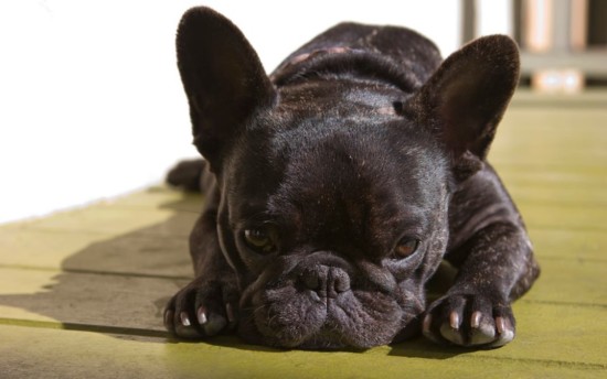 bulllllllllreasons-to-buy-french-bulldog-6