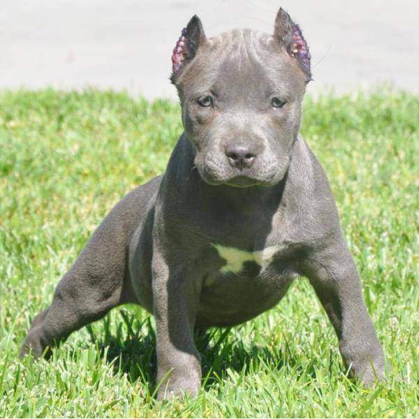 cachorropitbull-perro-12