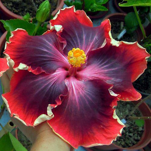 Flores-exóticas-Hibiscus