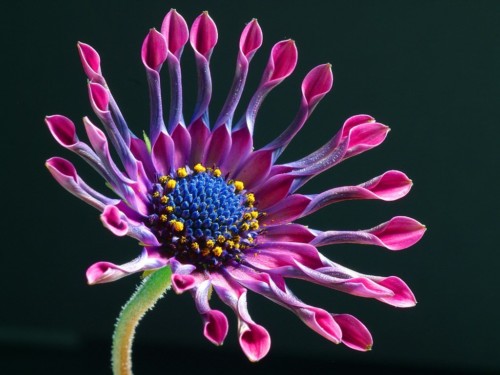hermosa-flor-purpura-de-africa-beautiful-flower