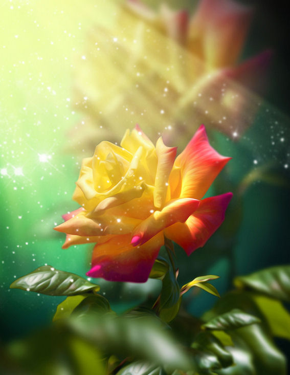 la-rosa-mas-hermosa-del-mundo-flores-exoticas-imágenes-bonitas-fotos-gratis-muy-lindas-para-compartir-en-facebook