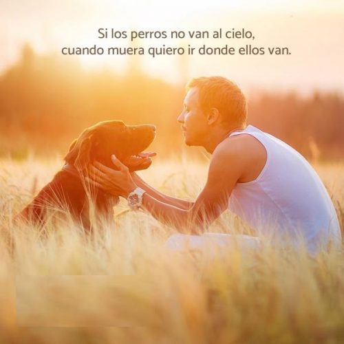 90 Mejores Frases Sobre Perros Y Su Fidelidad