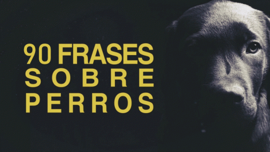 90 Mejores Frases Sobre Perros Y Su Fidelidad